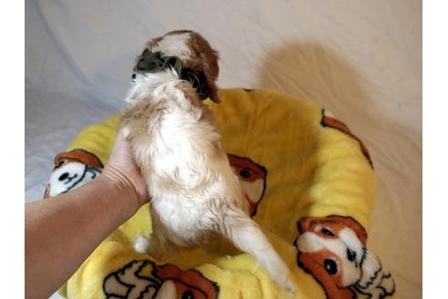 成約済の埼玉県のキャバリアキングチャールズスパニエル-54236の1枚目